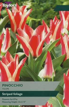 Tulip Pinocchio 10-11