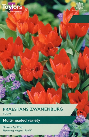 Tulip Praestans Zwanenburg 8+ P/P