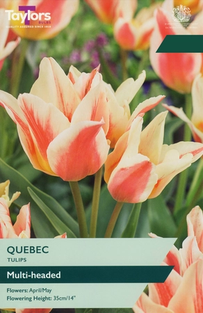 Tulip Quebec 11-12 Lp