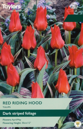 Tulip Red Riding Hood 10-11 P/P