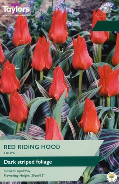 Tulip Red Riding Hood 10-11 P/P