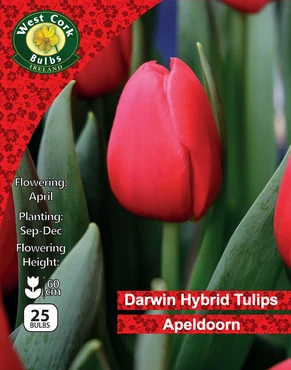 Tulip Single 'Apeldoorn' 25 Bulbs 10/11