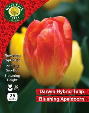Tulip Single 'Blushing Apeldoorn' 25 Bulbs 10/11 Pack