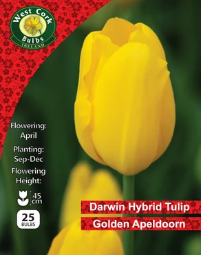 Tulip Single 'Golden Apeldoorn' 25 Bulbs 10/11