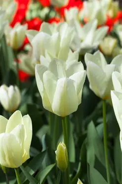 Tulip Single 'Purissima' 25 Bulbs Pack 10/11 - image 3
