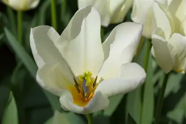 Tulip Single 'Purissima' 25 Bulbs Pack 10/11 - image 4