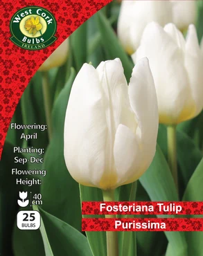 Tulip Single 'Purissima' 25 Bulbs Pack 10/11