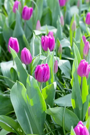 Tulip Single 'Purple Flag' 25 Bulbs Net 10/11 - image 3