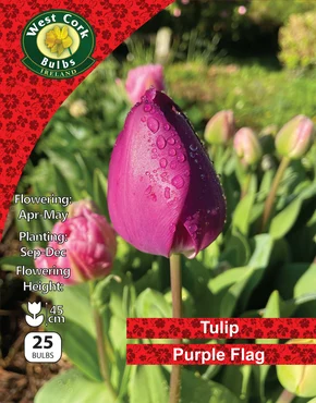 Tulip Single 'Purple Flag' 25 Bulbs Net 10/11