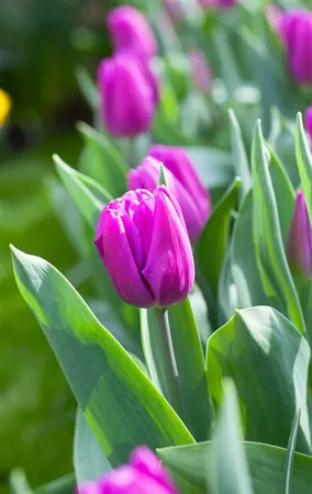 Tulip Single 'Purple Flag' 25 Bulbs Net 10/11 - image 2