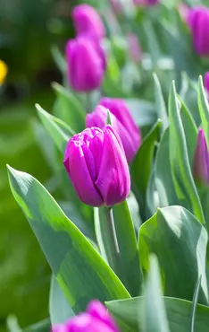 Tulip Single 'Purple Flag' 25 Bulbs Net 10/11 - image 2