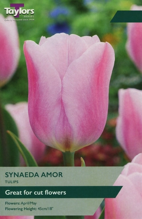 Tulip Synaeda Amor 11-12