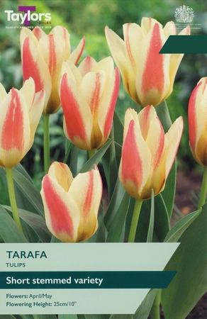 Tulip Tarafa 11-12 P/P