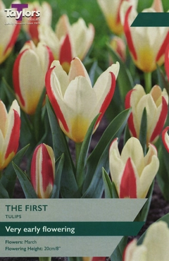Tulip The First 10/11