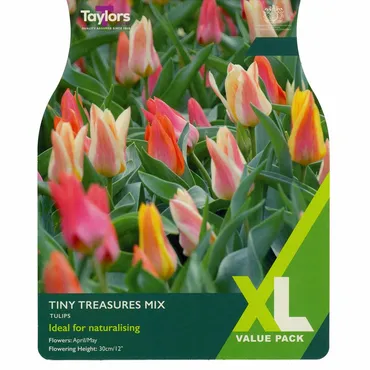 Tulip Tiny Treasures Mix 10-11 Xl