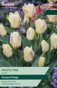Tulip White Fire 10-11 P/P