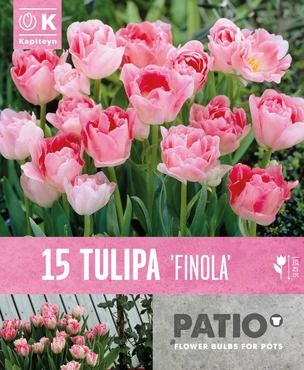 Tulipa Finola Patio