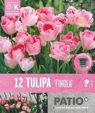 Tulipa Finola Patio Collection