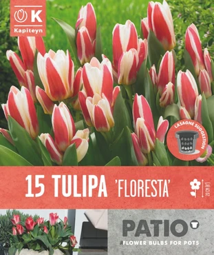 Tulipa Floresta Patio Collection