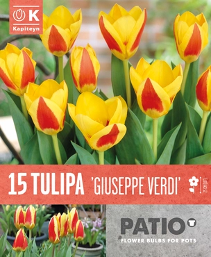 Tulipa Giuseppe Verdi Patio