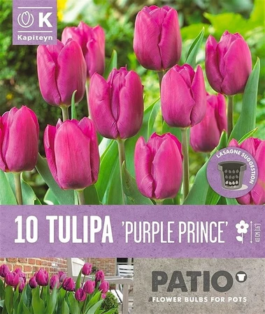 Tulipa Purple Prince Patio Collection