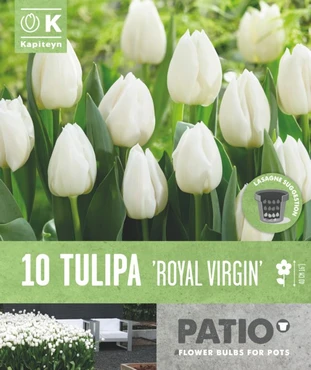 Tulipa Royal Virgin Patio Collection