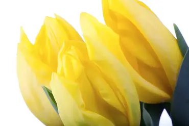 Tulips Mixed Double 25 Bulbs Pack 11/12 - image 4