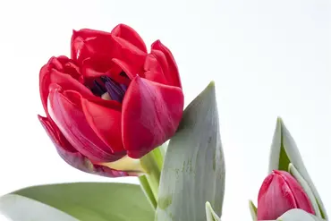 Tulips Mixed Double 25 Bulbs Pack 11/12 - image 5