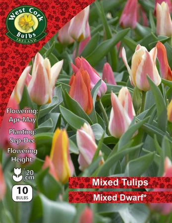 Tulips Mixed Dwarf 10 Bulbs