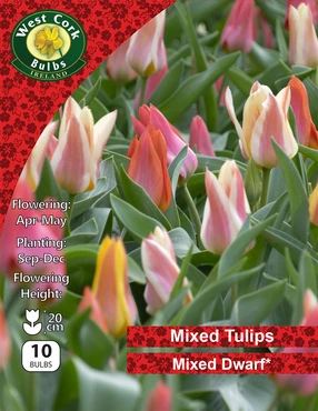 Tulips Mixed Dwarf 10 Bulbs