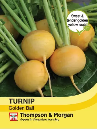 Turnip Golden Ball