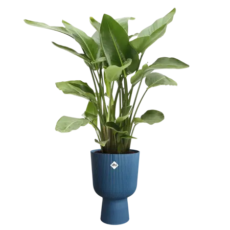 Vibes Fold Coupe Deep Blue- 30cm - image 3