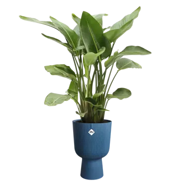 Vibes Fold Coupe Deep Blue- 30cm - image 3