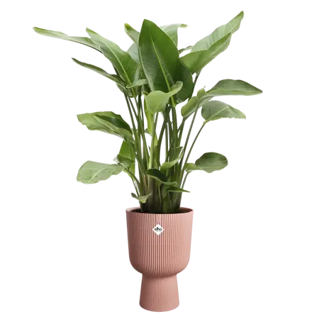 Vibes Fold Coupe Pink - 30cm - image 3