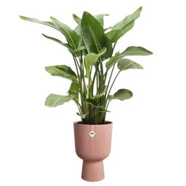 Vibes Fold Coupe Pink - 30cm - image 3
