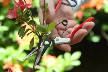 Vine Scissor - image 2
