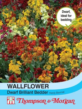 Wallflower Dwarf Brilliant Bedder