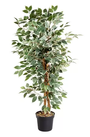 Weeping Fig 130cm