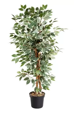 Weeping Fig 130cm