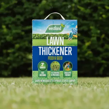 Westland Lawn Thickener 80m2 Box - image 2