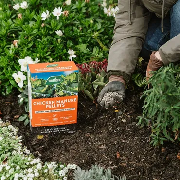 Westland Organic Chicken Manure Pellets 2.25kg - image 2