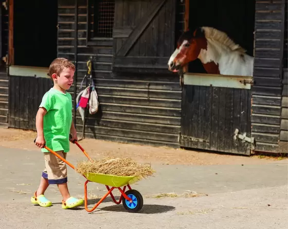 Wheelbarrow - image 2