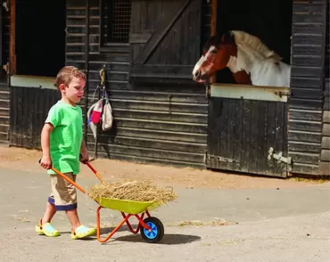 Wheelbarrow - image 2