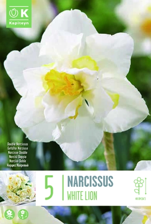 White Lion Double Narcissus Bulbs