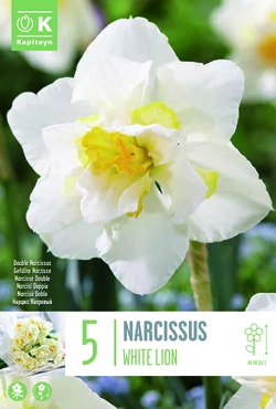 White Lion Double Narcissus Bulbs
