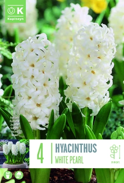 White Pearl Hyacinth Bulbs