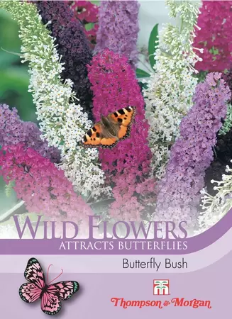 Wild Flower Butterfly Bush