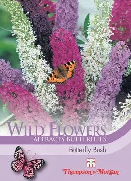 Wild Flower Butterfly Bush