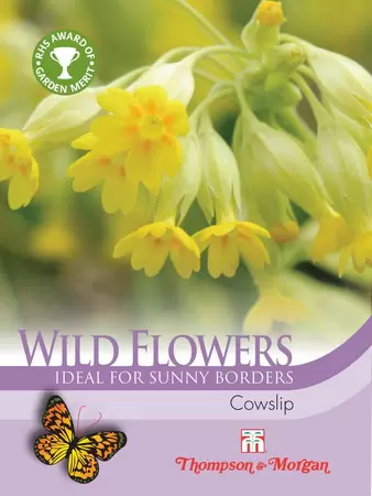 Wild Flower Cowslips (Primula veris)