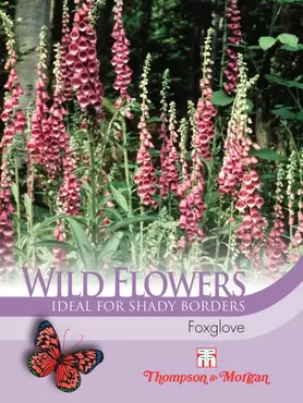 Wild Flower Foxglove